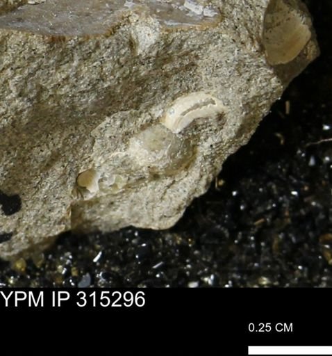 undet. Gastropoda