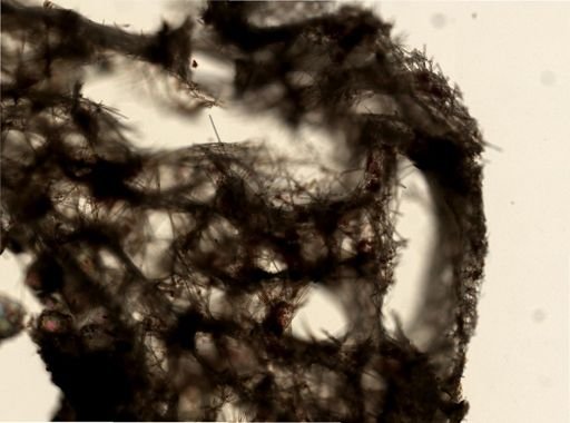 Halichondria cf. panicea