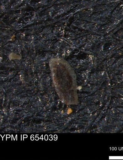 Miliammina manitobensis