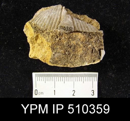 undet. Spinocyrtiidae