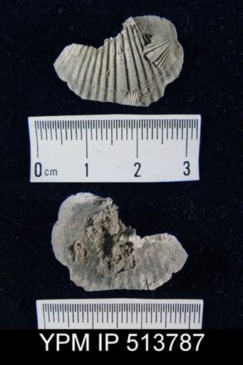 Stropheodonta inaequistriata