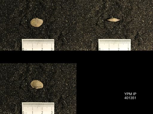 Plectorthis plicatella