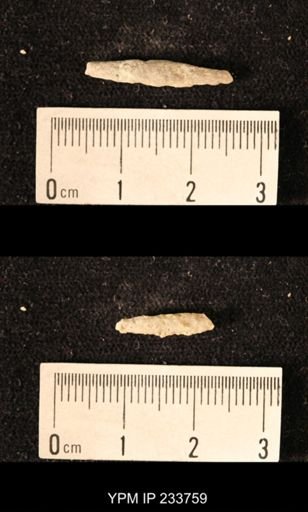 Archaeocidaris sp.