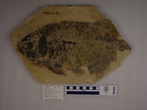 Phareodus