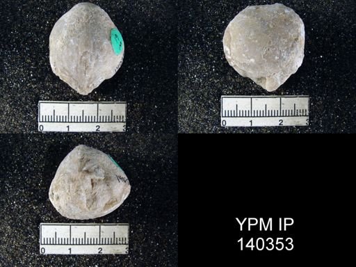 Spirigerella grandis