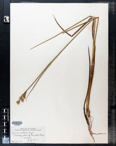 Juncus militaris