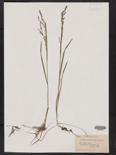Glyceria striata