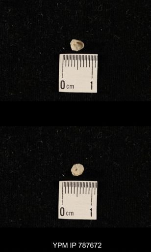 undet. Brachiopoda
