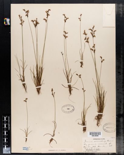 Juncus secundus