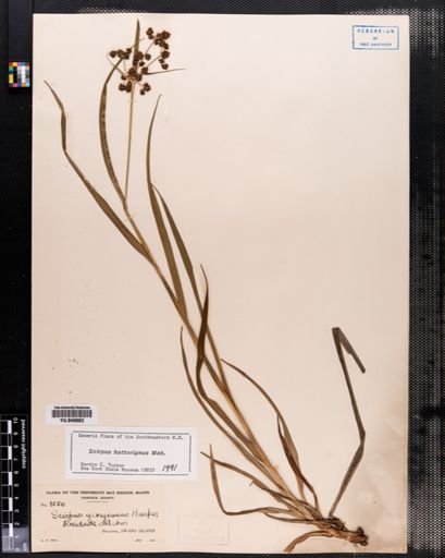 Scirpus hattorianus