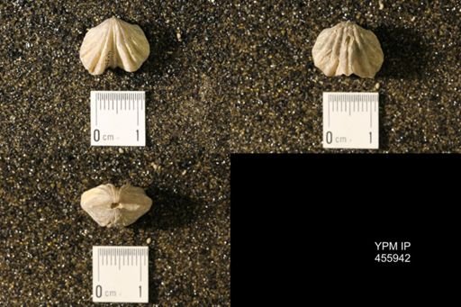 Platystrophia crassa