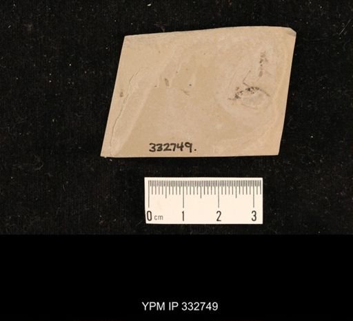undet. Hexapoda