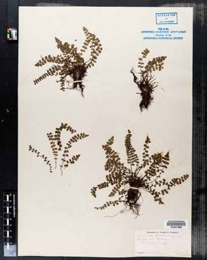 Asplenium trichomanes