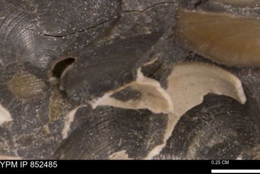 Limopsis striatopunctatus