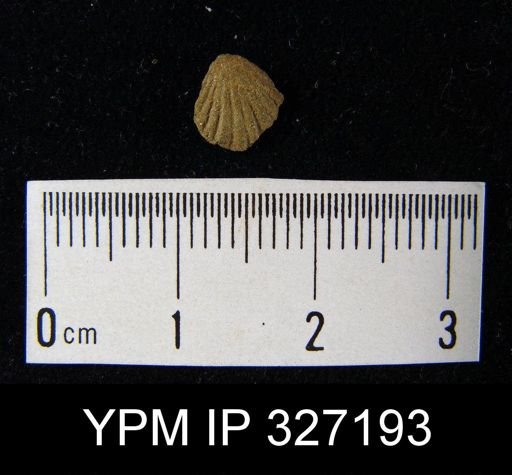 Camarotoechia contracta