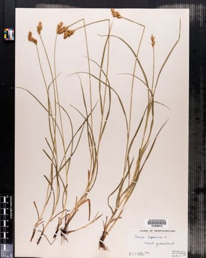 Carex leporina