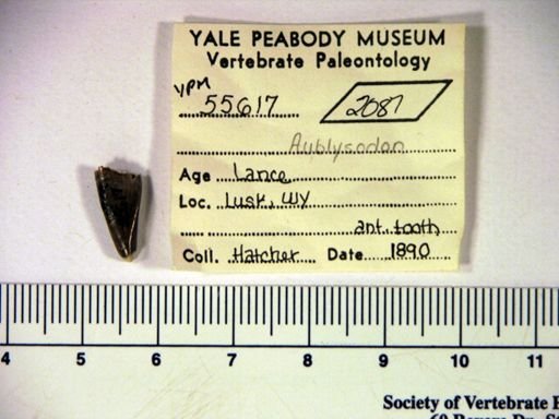 Aublysodon?