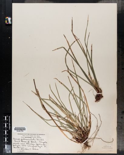 Carex pedunculata