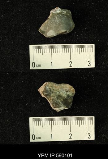 Oxytoma (Hypoxytoma) nebrascana