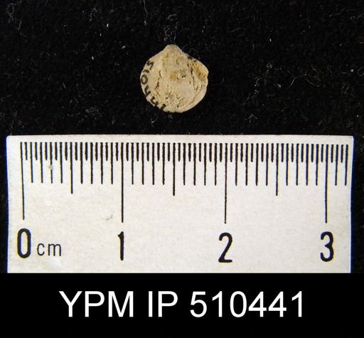 undet. Athyridida