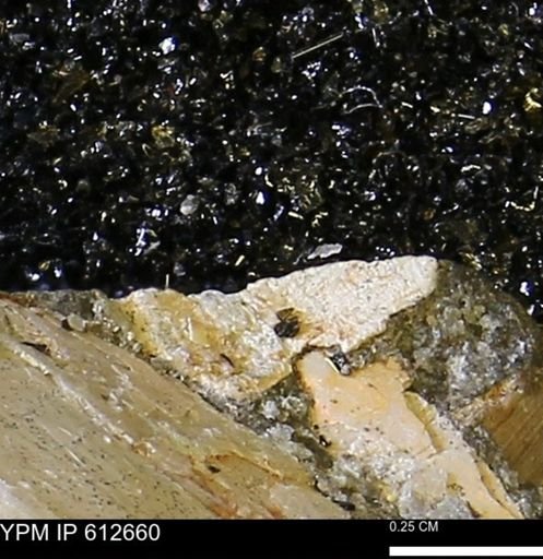 undet. Bivalvia