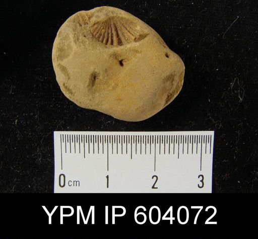 Cyrtina rostrata