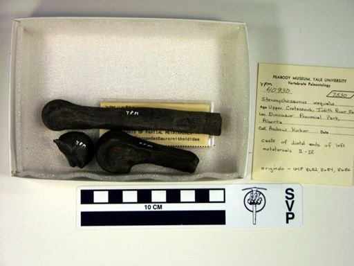 Stenonychosaurus inequalis