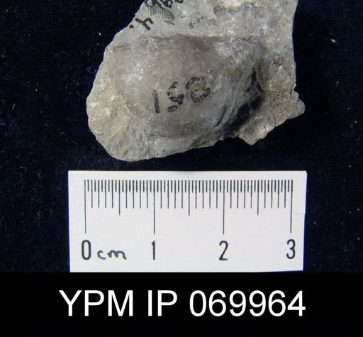 Megamyonia nitens
