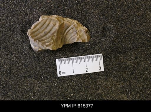 Inoceramus sp.