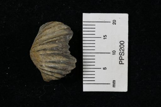 Platystrophia sp.