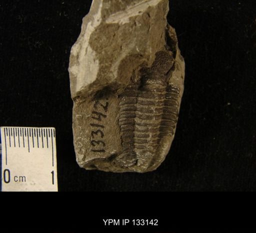 Phacops sp.