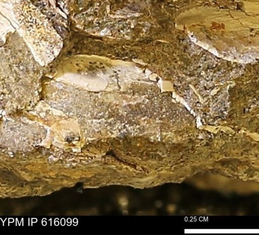 undet. Bivalvia