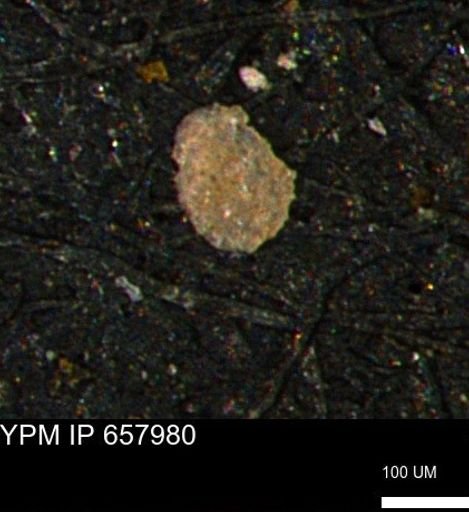 Spirolocammina subcircularis
