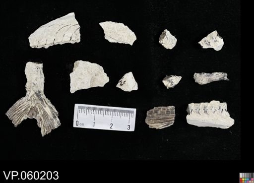 undet. Actinopterygii