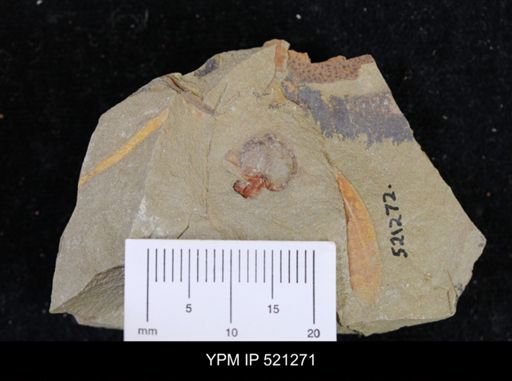 undet. Stylophora