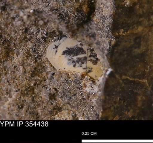 undet. Bivalvia