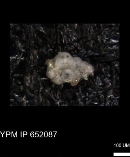 undet. Heterohelicidae