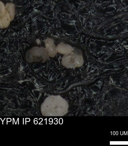 undet. Foraminiferida
