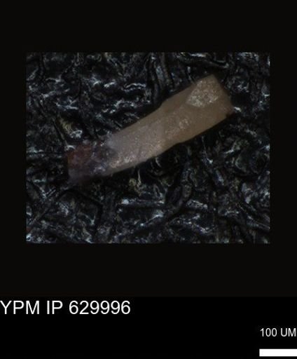 undet. Foraminiferida