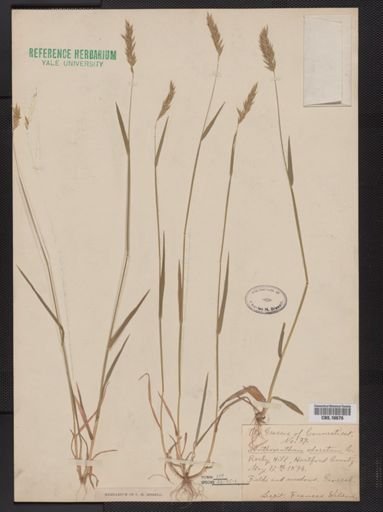 Anthoxanthum odoratum