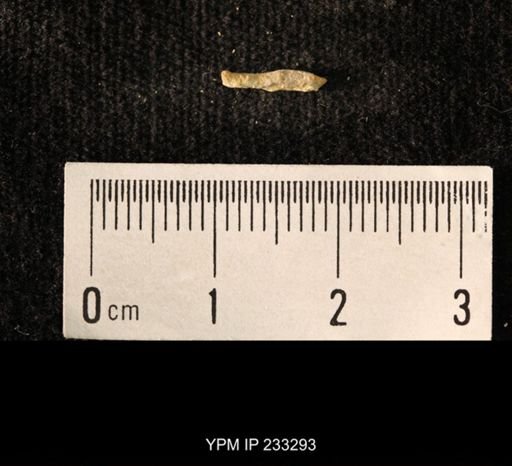 Archaeocidaris sp.