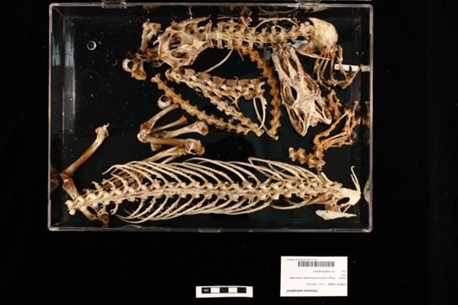 Varanus salvadorii