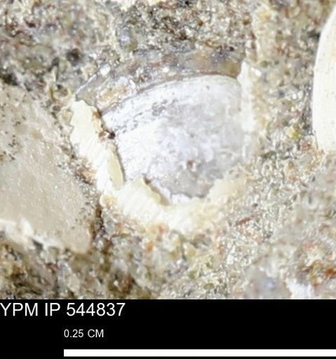 Corbulamella gregaria