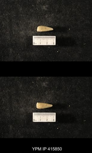 Conularia crustula