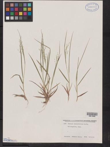 Panicum linearifolium