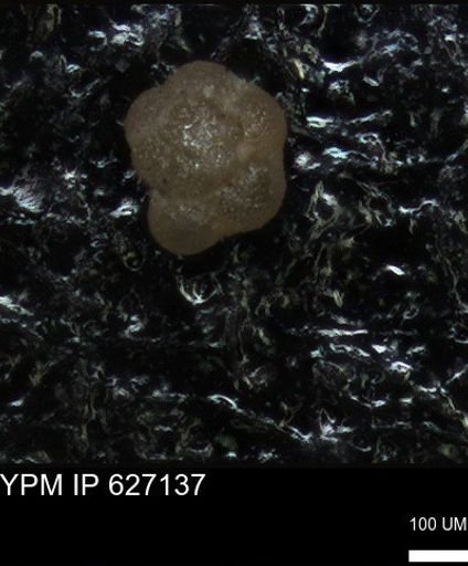 undet. Foraminiferida