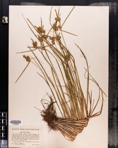 Carex flava
