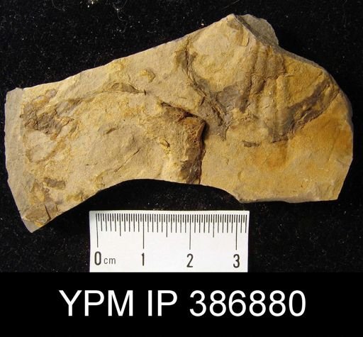 Leiorhynchus carboniferum