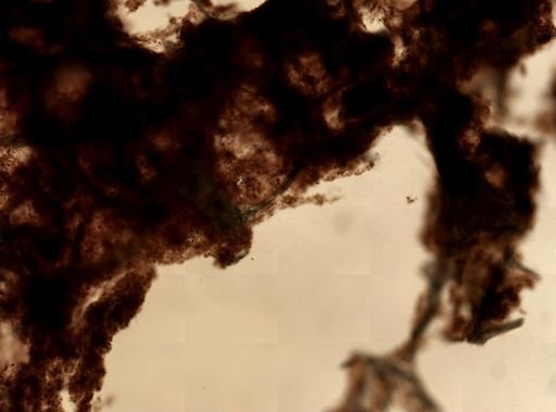 Iotrochota birotulata