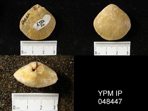 Rhipidium sp.